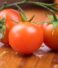 Comment conserver les tomates pour une semaine de fraîcheur