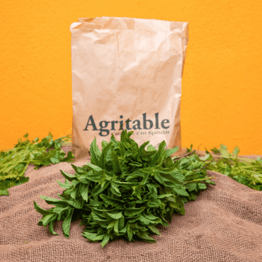 Menthe Fraiche (Botte)