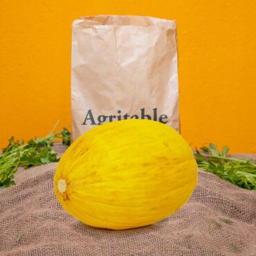 Melon jaune Wifek