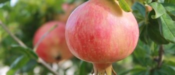 La grenade Bio non-traitee antioxydants Agritable Tunisie