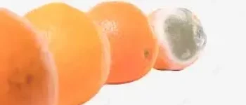 Orange pourri Mandarine bio Agritable