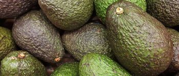 Avocat tunisie agritable Avocat tunisie agritable